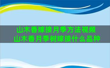 山木香嫁接月季方法视频 山木香月季树嫁接什么品种